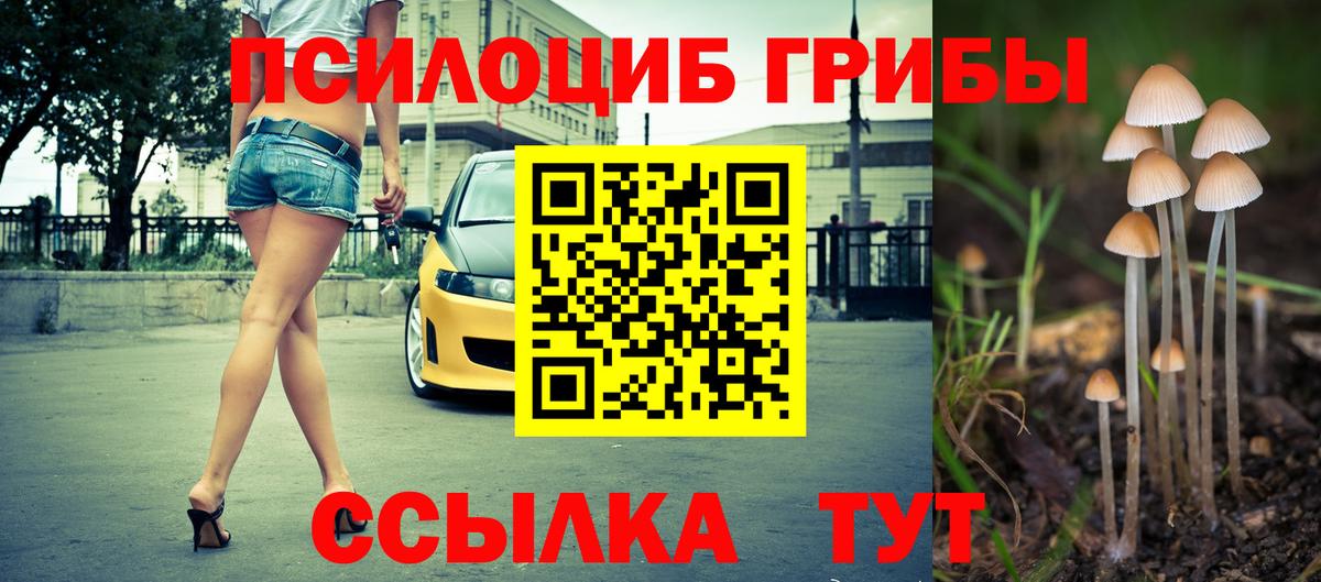 Камень-на-Оби  Галлюциногенные грибы Psilocybe  Вход с VPN 